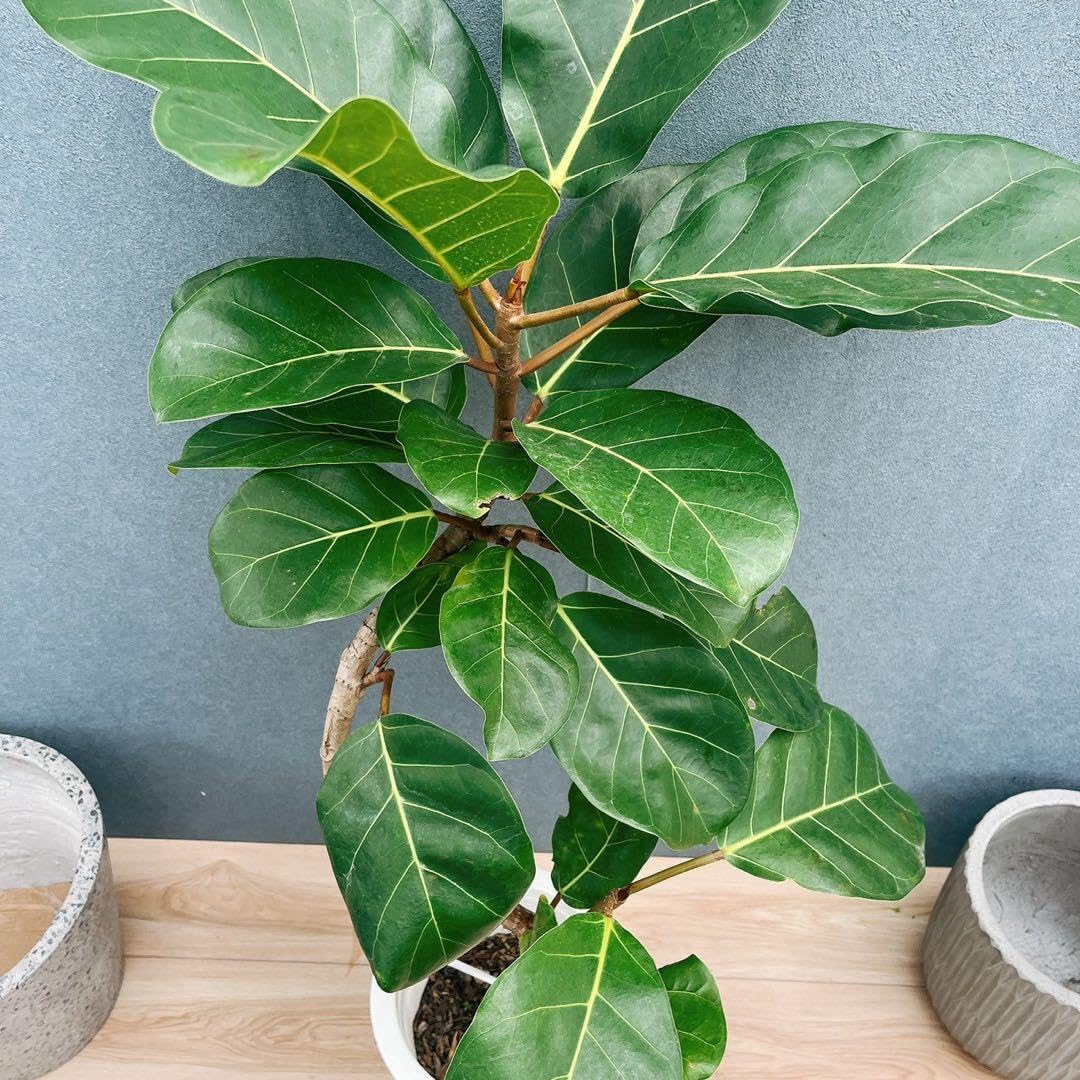 Amazon.co.jp: 10番 フィカス アフリカンプリンス 8号 観葉植物 室内
